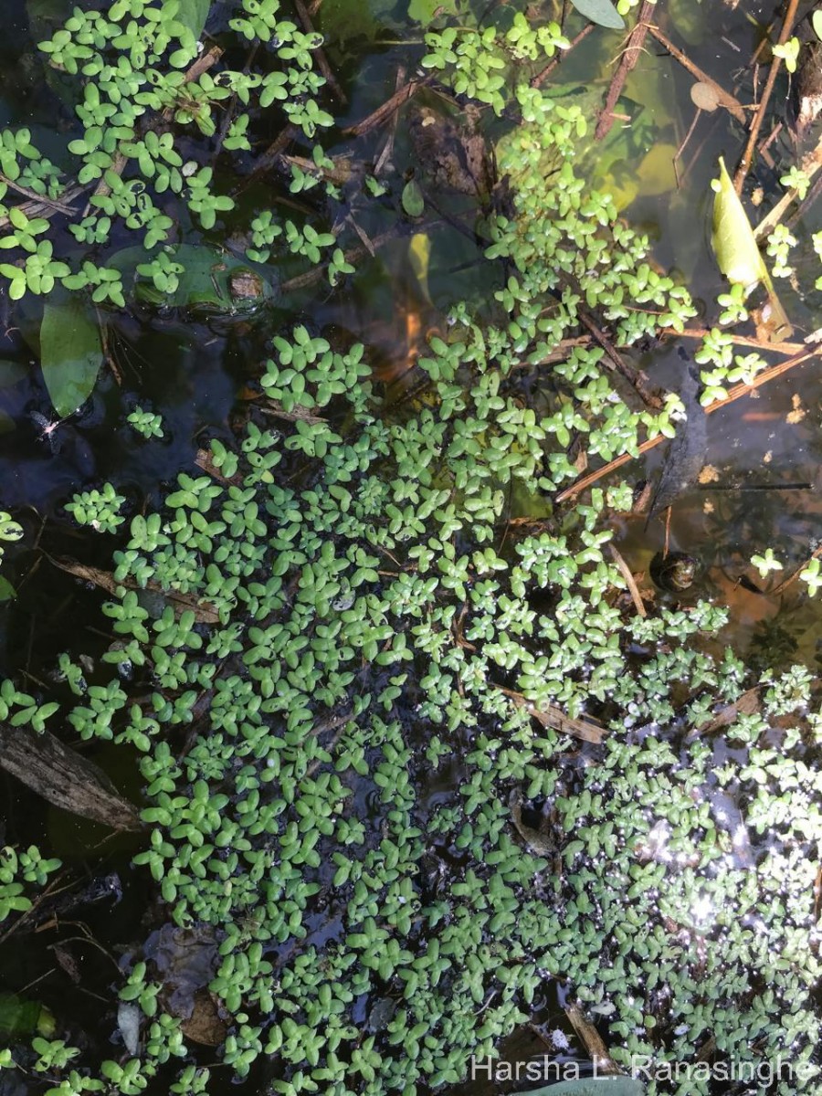 Spirodela punctata (G.Mey.) C.H.Thomps.